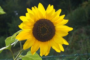 Sonnenblume
